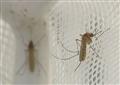 Struggling against the malaria parasite