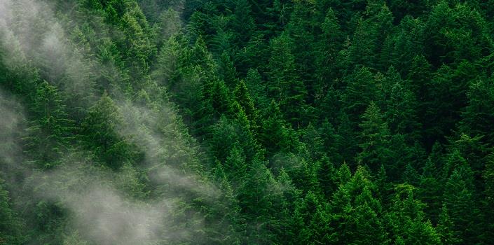 ‘Forest mobilisation:’ unlocking Europe’s wood energy potential