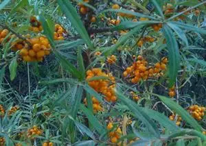 Crowdsourcing biodiversity watch