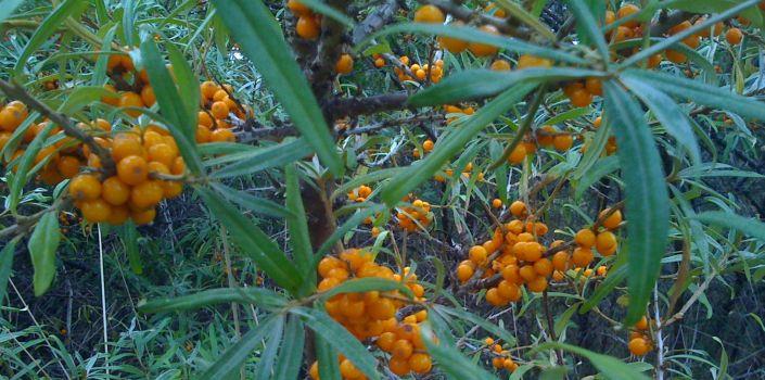 Crowdsourcing biodiversity watch