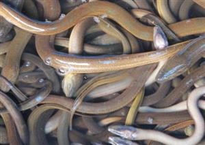 On the heels of eels