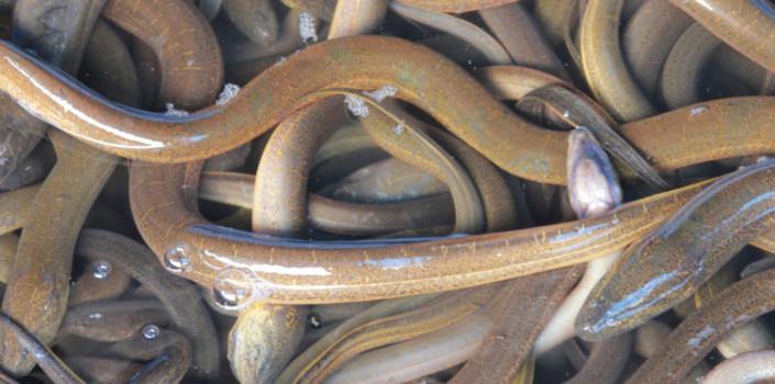 On the heels of eels