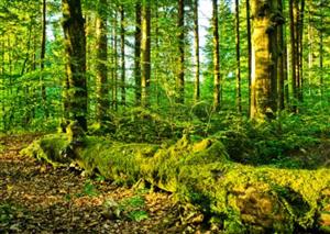 Lilliput forests, global certification