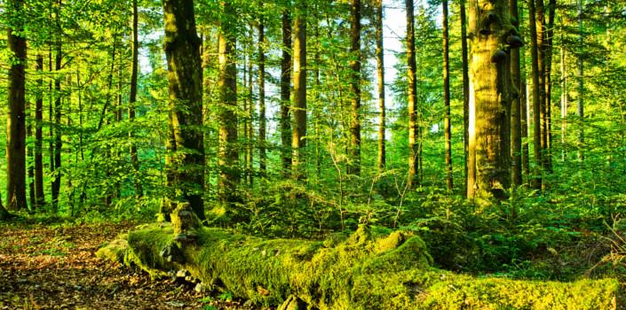 Lilliput forests, global certification