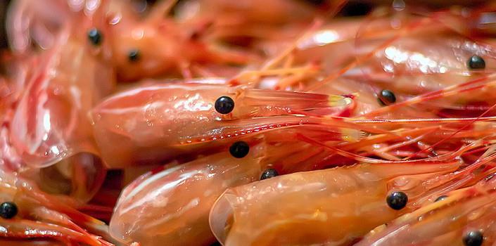 Nylons made from shrimps