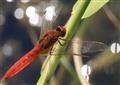 Dragonflies, as climate change indicators