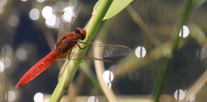 Dragonflies, as climate change indicators