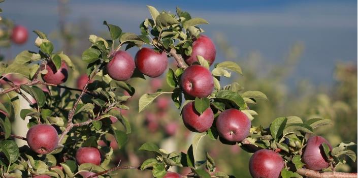Anti-allergy GM apples