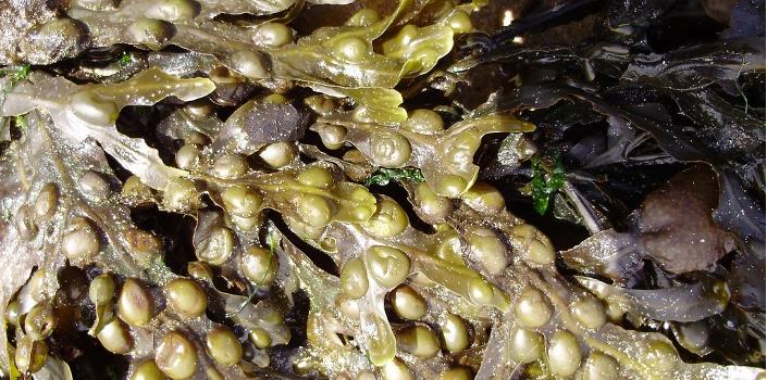 Functional foods from the sea