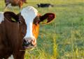 Greener milk: how to make cow’s nitrogen intake efficient