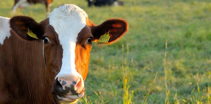 Greener milk: how to make cow’s nitrogen intake efficient