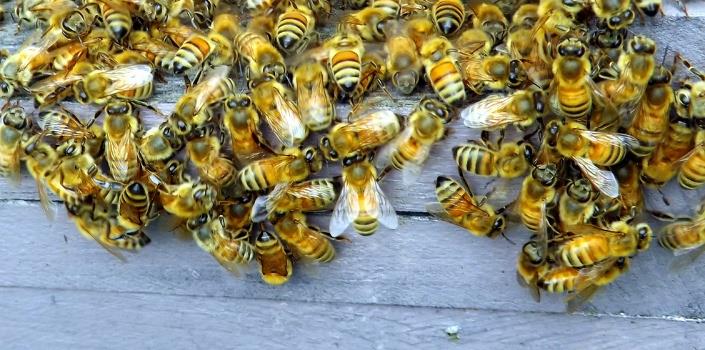 Bees survival: ban more pesticides?