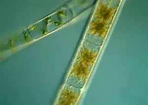 Can plastic be made from algae?