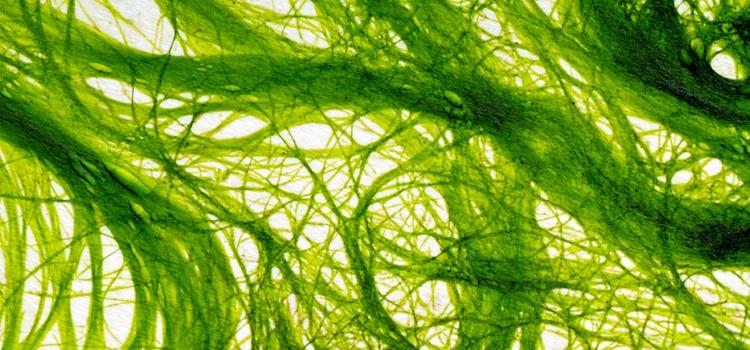 Sustainably exploiting the sea’s treasure trove