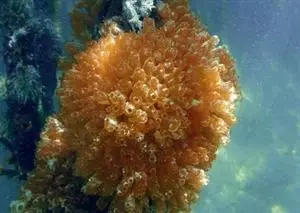 Next generation cures born from the sea