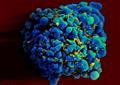 A HIV vaccine preventing healthy cells’ infection
