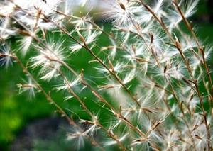 Grass as the new biofuel