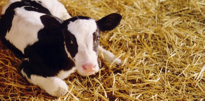 Cow fertility – not so black and white