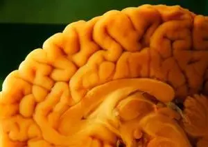 Real-time insight into our brain