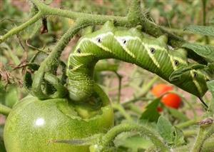 A pest management toolbox to reduce pesticide use