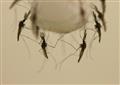 New Eco Repellent Against Malaria Mosquitoes