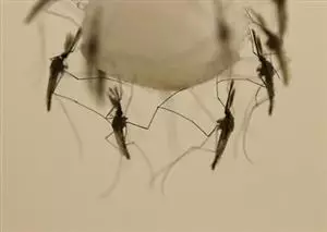New Eco Repellent Against Malaria Mosquitoes