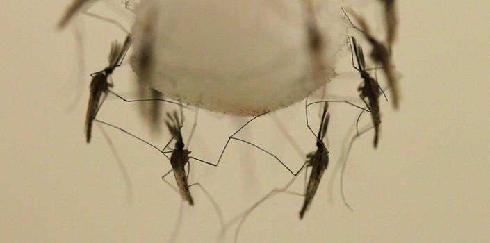 New Eco Repellent Against Malaria Mosquitoes