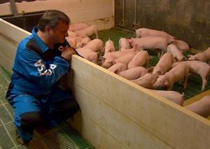 Pig farmers get smart