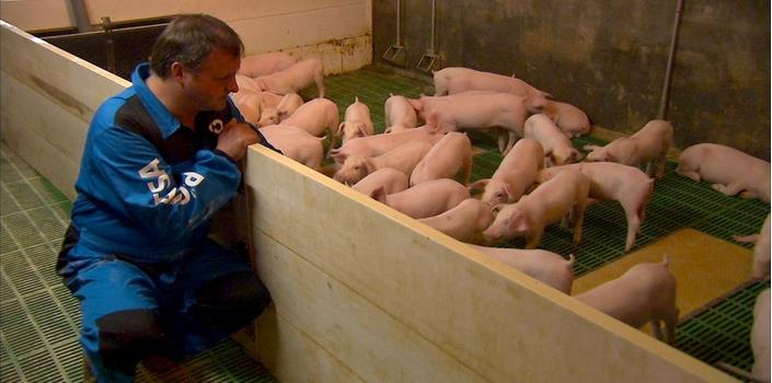 Pig farmers get smart