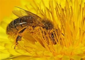 Forecasting pollen in the atmosphere