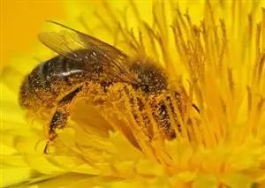 Forecasting pollen in the atmosphere