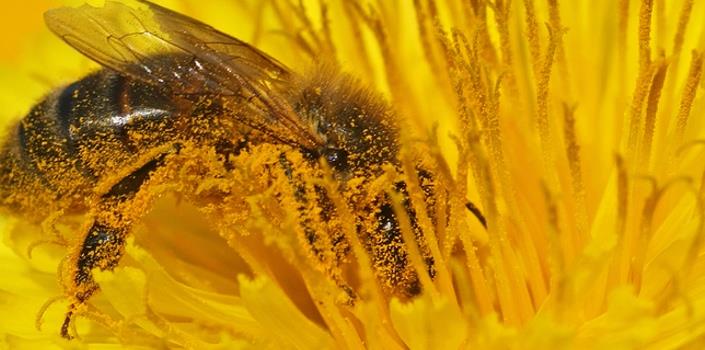 Forecasting pollen in the atmosphere