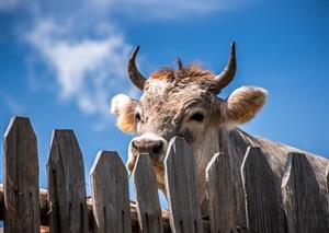 Organic waste and insects: animal feed of the future?