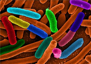The bacteria talk