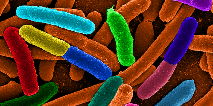 The bacteria talk