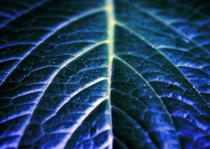 Improving the imperfect: photosynthesis for the future