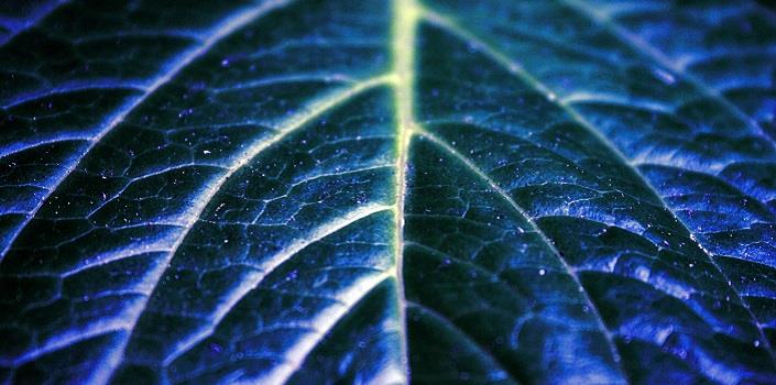 Improving the imperfect: photosynthesis for the future