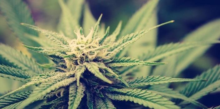 The many faces of hemp