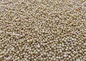 Soy filters: a cheap solution for air purification