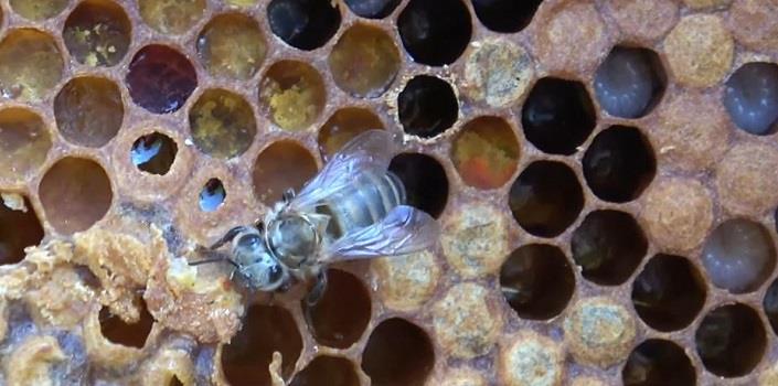 Robotic spies among bees