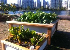 Urban agriculture is more than a hippy-style hobby