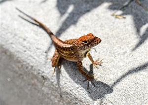 Lizard skins and bark bugs inspire energy saving materials