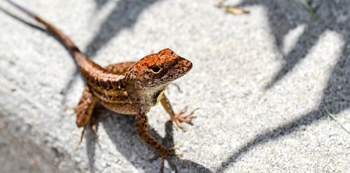 Lizard skins and bark bugs inspire energy saving materials