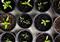 Bio-based alternatives to plastic plant pots