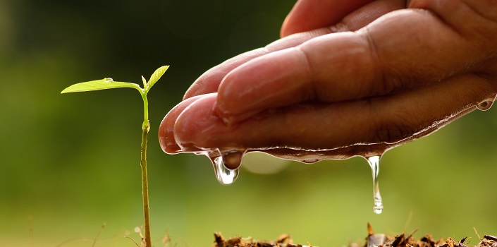 Turning urban sewage into clean water thanks to “electric” bacteria