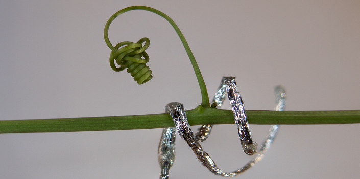 The revolution of plantoids