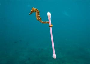 Oceans: they pollute, they pay