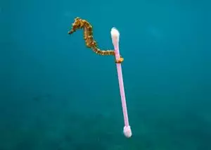 Oceans: they pollute, they pay