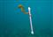 Oceans: they pollute, they pay