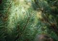 Towards genetically-improved conifers